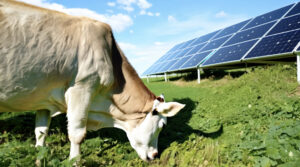 Animal Grazing by Solar Panels